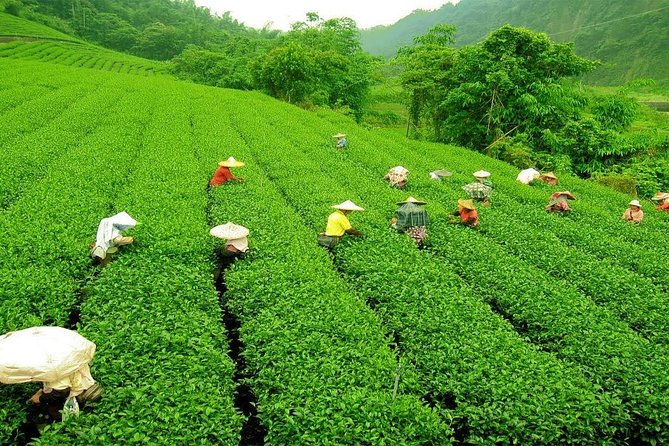 Kandy & Nuwara Eliya | 2 Days Tour - Kandy gives you viewpoints, markets, and sacred spaces