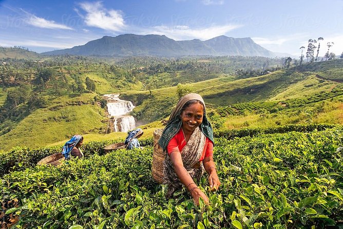 Kandy & Nuwara Eliya | 2 Days Tour - The climb to Nuwara Eliya is the scenic payoff