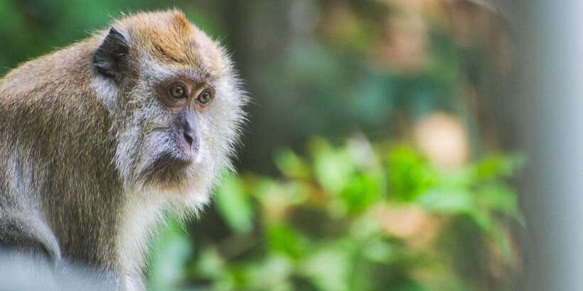 Lagoon Tour to Monkey Island in Negombo - Key points to know before you book