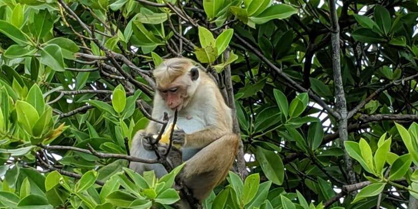 Lagoon Tour to Monkey Island in Negombo - A gentle start near Negombo