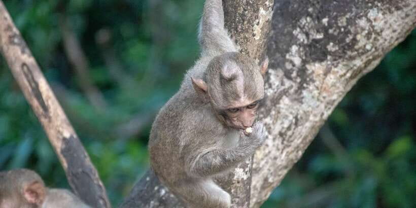 Lagoon Tour to Monkey Island in Negombo - Reaching Monkey Island
