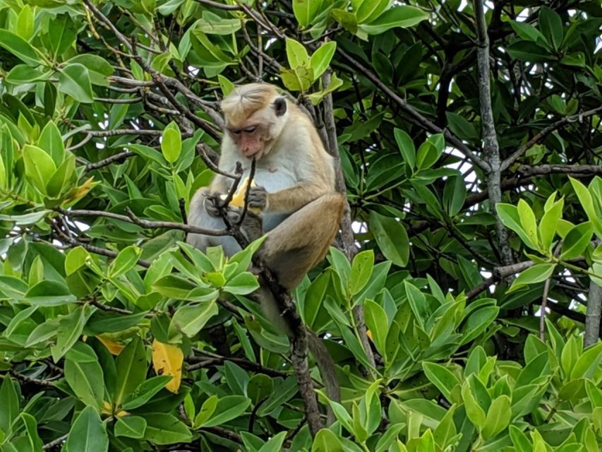 Lagoon Tour to Monkey Island in Negombo - What $72 per person really buys