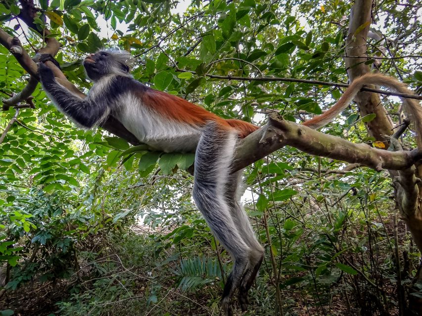 Lagoon Tour to Monkey Island in Negombo - Language, guides, and meeting-point details