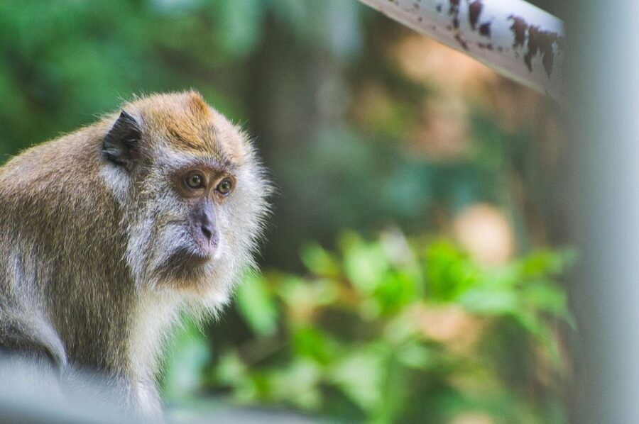Lagoon Tour to Monkey Island in Negombo - Sun, water, and what to pack