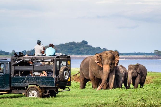 Minneriya Elephant Safari wth Sigiriya & Dambulla Cave Temples Full Day Tour - Why this Negombo day trip works