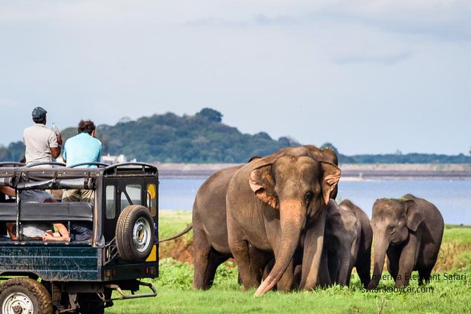 Minneriya Elephant Safari wth Sigiriya & Dambulla Cave Temples Full Day Tour - What the $150 price really covers