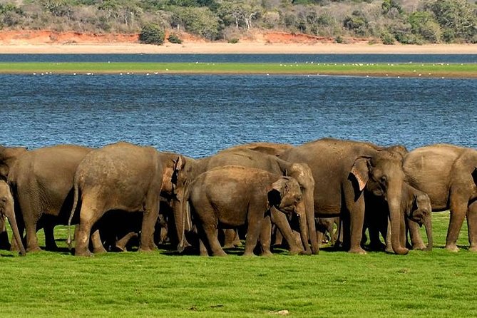 Minneriya Elephant Safari wth Sigiriya & Dambulla Cave Temples Full Day Tour - The driver-guide can shape the day
