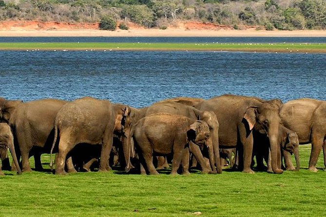 Minneriya Elephant Safari wth Sigiriya & Dambulla Cave Temples Full Day Tour - Who should book this tour