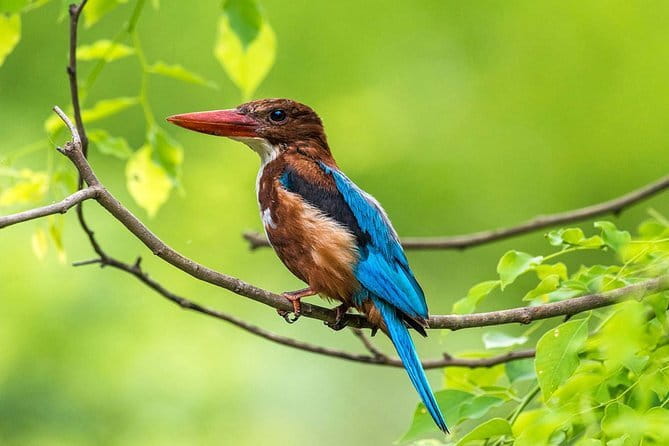 Muthurajawela Bird Watching Tour From Colombo & Negombo - Key Points Before You Book