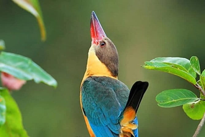Muthurajawela Bird Watching Tour From Colombo & Negombo - Why Muthurajawela Is Worth Your Morning