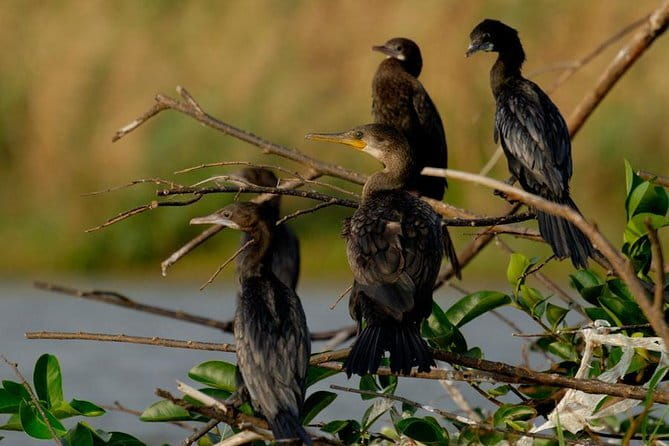 Muthurajawela Bird Watching Tour From Colombo & Negombo - Setting Out by Private Boat