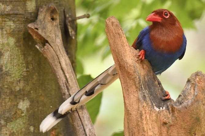 Muthurajawela Bird Watching Tour From Colombo & Negombo - The Value of a Naturalist Guide