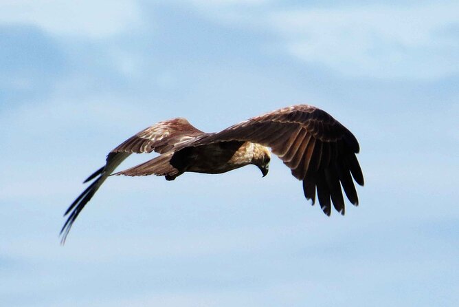 Muthurajawela Bird Watching Tour from Negombo / Colombo - Why Muthurajawela is worth your morning