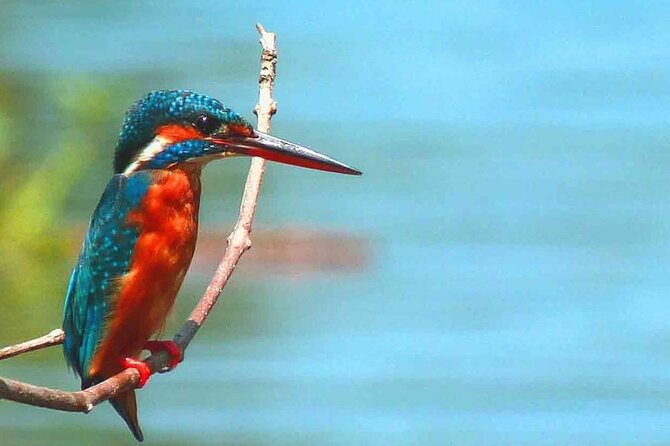 Muthurajawela Bird Watching Tour from Negombo / Colombo - Is $40 a fair price?