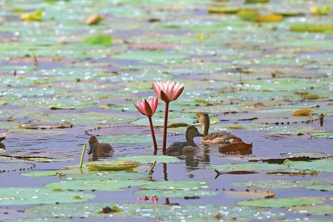 Muthurajawela Bird Watching Tour from Negombo / Colombo - Who will enjoy this boat tour most?