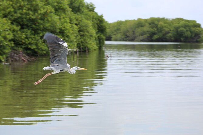 Muthurajawela Bird Watching Tour from Negombo / Colombo - Getting onto the boat at Muthurajawela