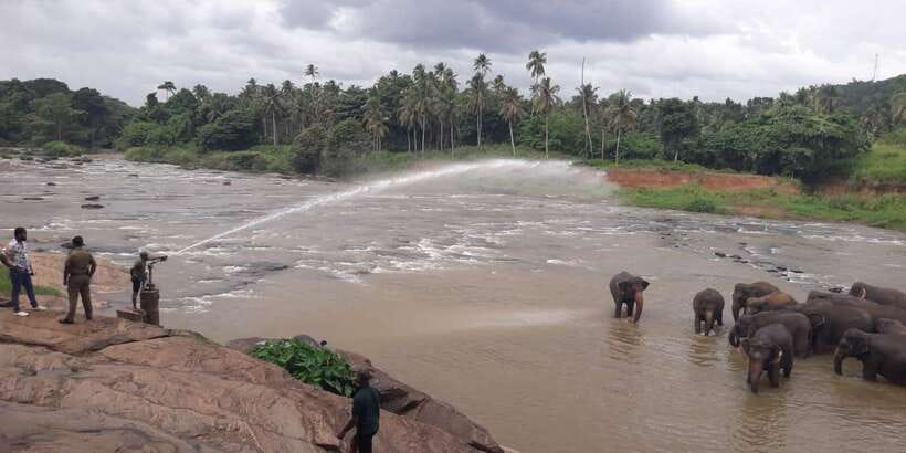 Negombo: Kandy and Pinnawala Elephant Orphanage Day Tour - One very full day from Negombo or Colombo