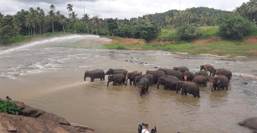 Negombo: Kandy and Pinnawala Elephant Orphanage Day Tour - Market, gems, and the extra stops