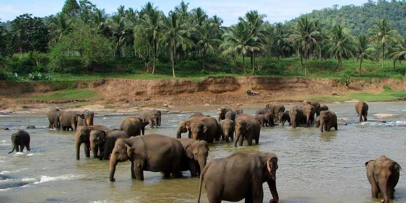 Negombo: Kandy and Pinnawala Elephant Orphanage Day Tour - Pinnawala and the elephant visit