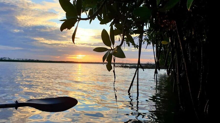 Negombo: Kayaking in the Lagoon - Mangrove passages and quiet water