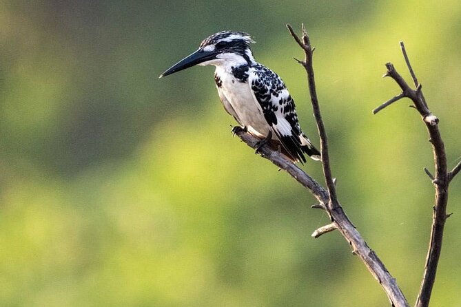 Negombo Lagoon & Muthurjawela Bird Watching Boat Tour - Why Negombo’s wetlands make a good morning outing