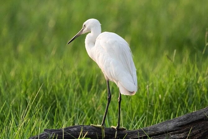 Negombo Lagoon & Muthurjawela Bird Watching Boat Tour - One hour in Muthurajawela Marsh
