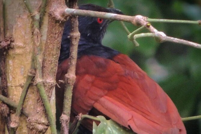 Negombo Lagoon & Muthurjawela Bird Watching Boat Tour - Getting to the meeting point in Negombo