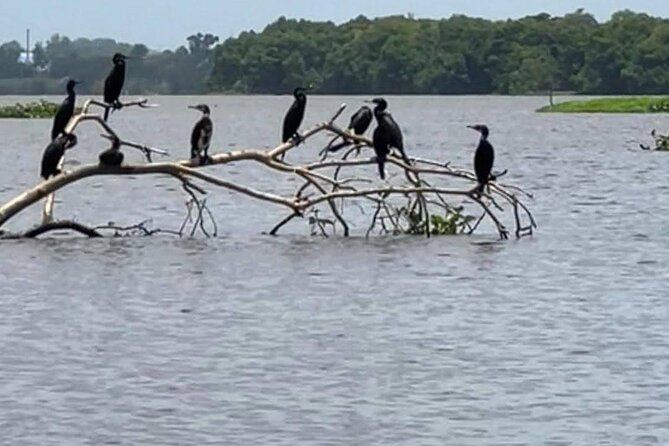 Negombo Lagoon & Muthurjawela Bird Watching Boat Tour - Timing the ride for your own plans