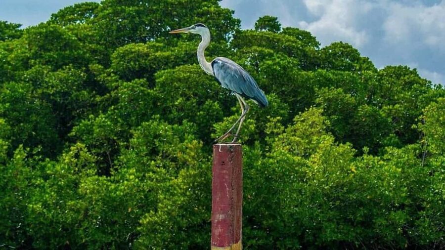 Negombo Private Tour: Market, Temples & Canal - St. Mary’s Church and Negombo’s religious mix