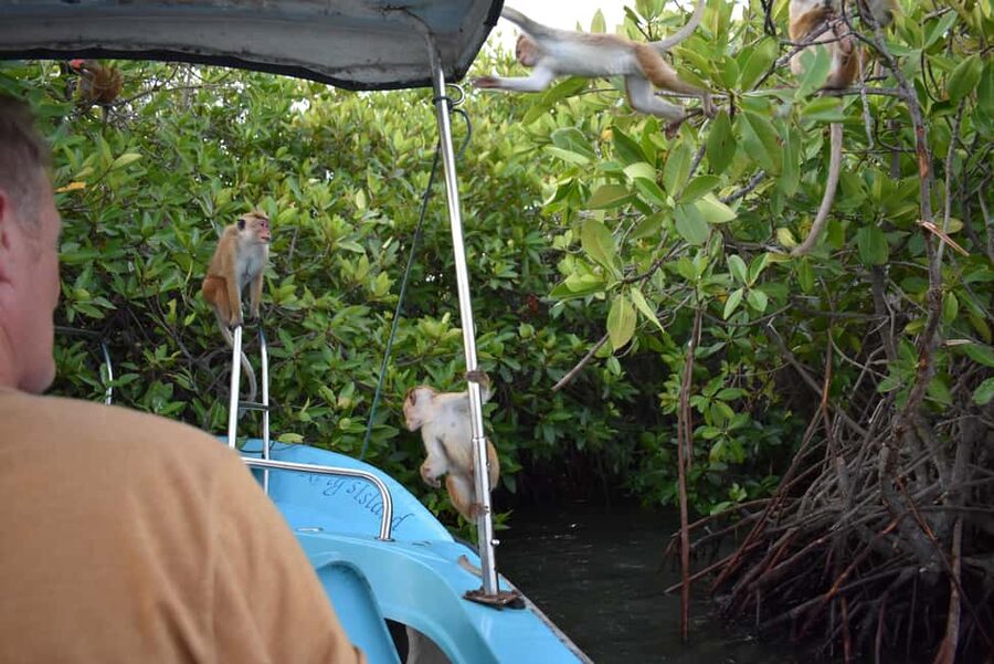 Negombo: Sunset lagoon boat tour with hotel transfers - Who Will Enjoy This Boat Trip Most