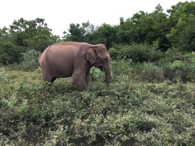 Overnight Treehouse Safari at Yala National Park - Practical ways to prepare