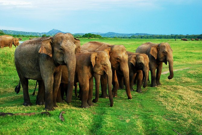 Personal Driver For Your Two Weeks Round Tour In Sri Lanka - Sigiriya, Dambulla, and the ancient heart of the island