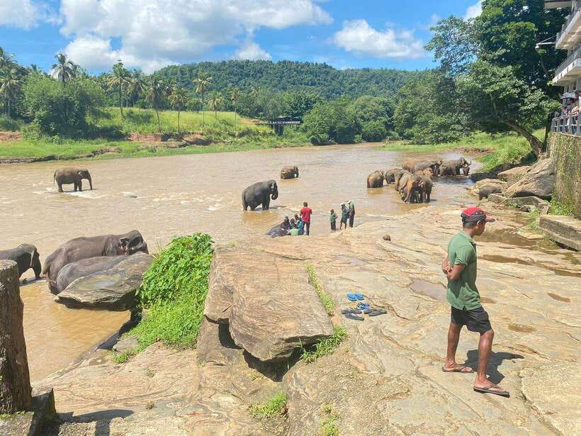 Pinnawala,Kandy Day Tour from Colombo/Negombo - Who should book this long day