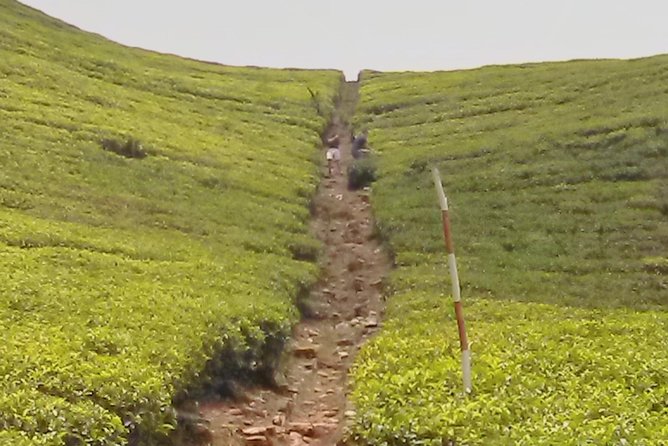 Private Day trip Kandy & pinnawala with your selected attractions - The Island Spice Grove: Useful, But Know the Sales Stop