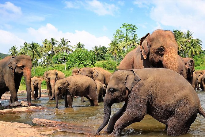 Private Day Trip to Sigiriya, cave and National park Safari Tour - Minneriya safari is the day’s wild card