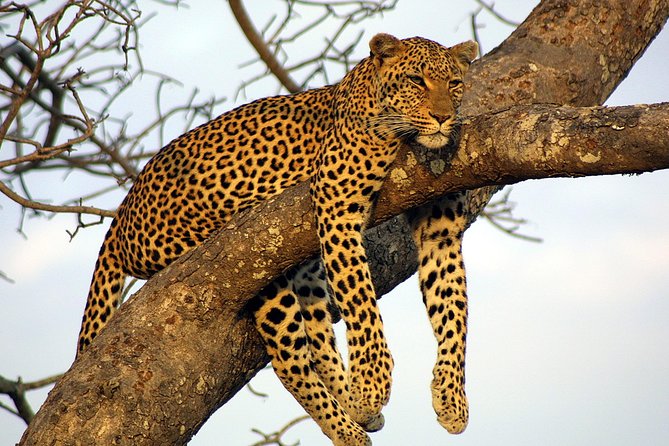 Private Day Trip to Yala National Park from Colombo - Leaving Colombo at 7:00 am