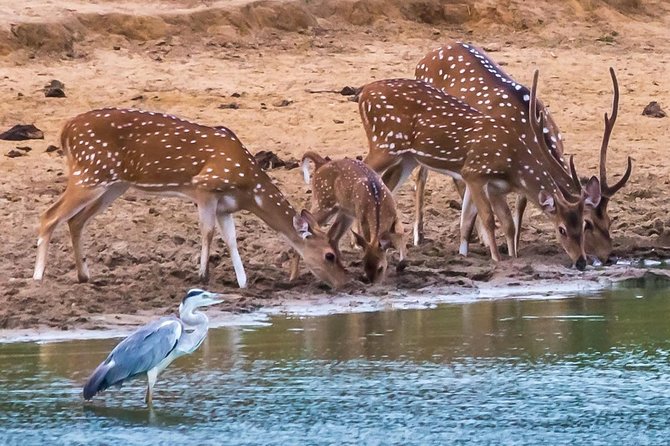 Private Day Trip to Yala National Park from Colombo - Lunch near Tissamaharama