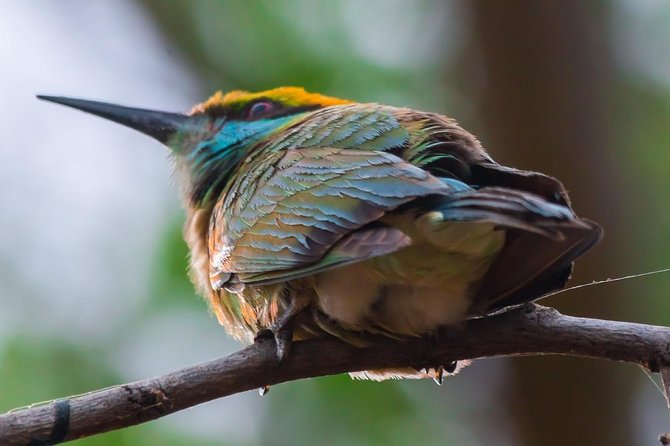 Private Day Trip to Yala National Park from Colombo - Four hours searching Yala National Park