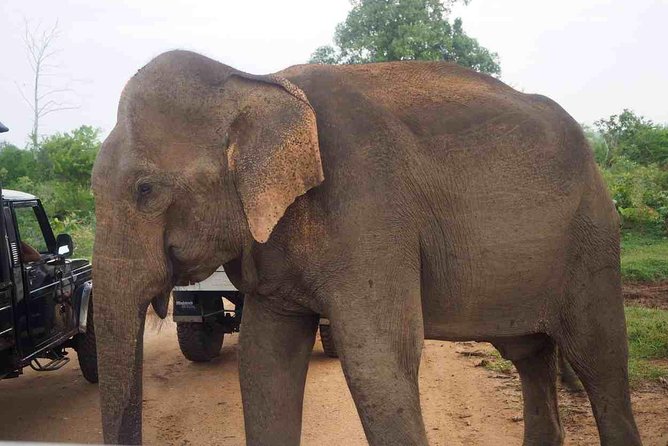 Private Day Trip to Yala National Park from Colombo - What the $180 price really covers