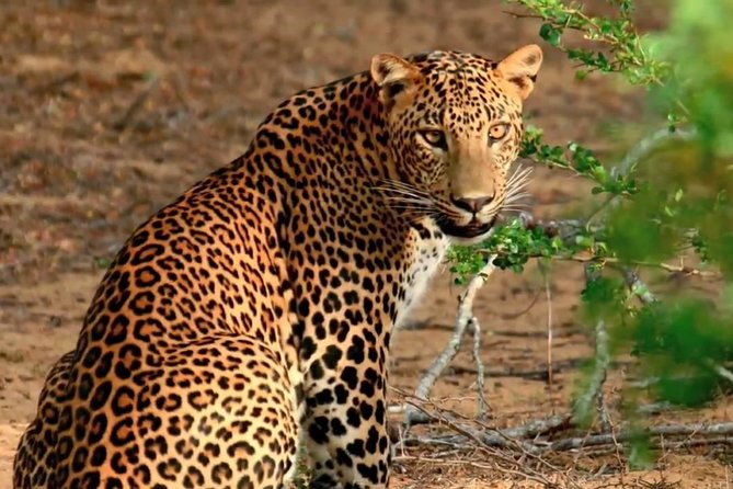 Private Day Trip to Yala National Park from Colombo - Galle Dutch Fort in one hour