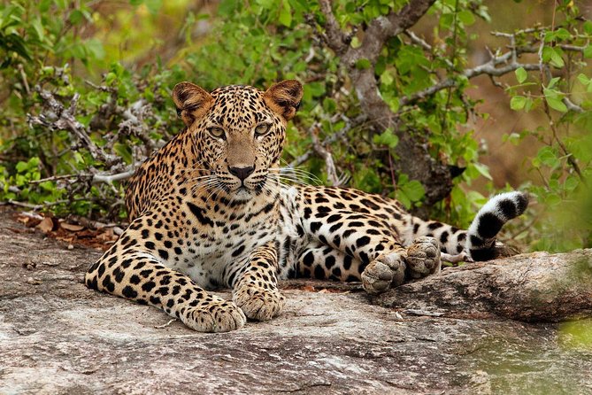Private Trip to Sigiriya, Dambulla & safari from Colombo/ Negombo - Why this private day trip makes sense from Colombo