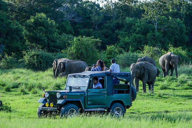Private Trip to Sigiriya, Dambulla & safari from Colombo/ Negombo - The real price and what you receive
