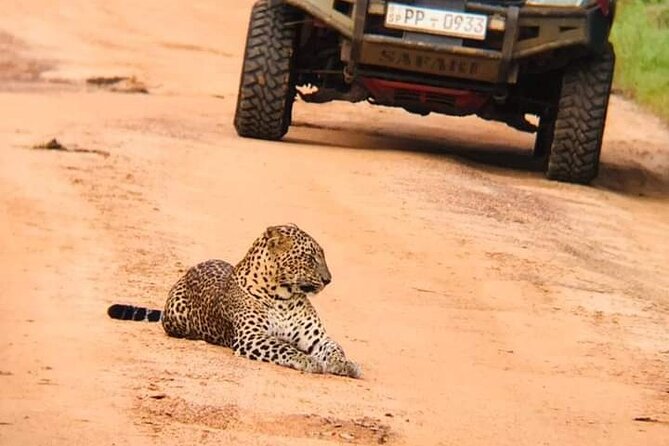 Private Wilpatu National Park Leopard safari from Colombo/Negambo - Key points before you book