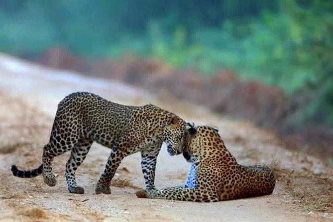 Safari at Wilpattu National Park from Negombo (All inclusive day tour) - Why Wilpattu makes a better wildlife day than a quick park visit