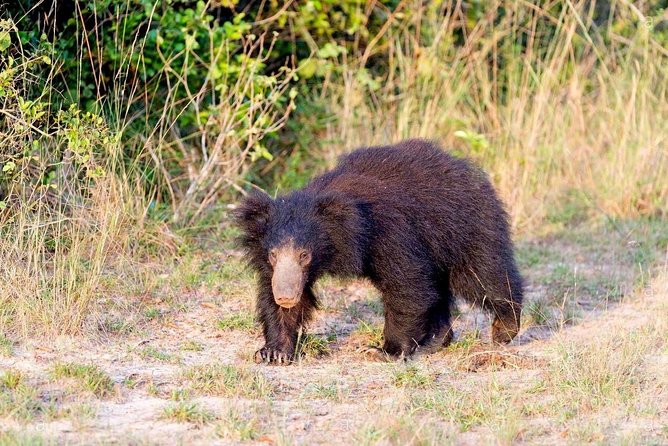 Safari at Wilpattu National Park from Negombo (All inclusive day tour) - The 5:00 a.m. departure from Negombo
