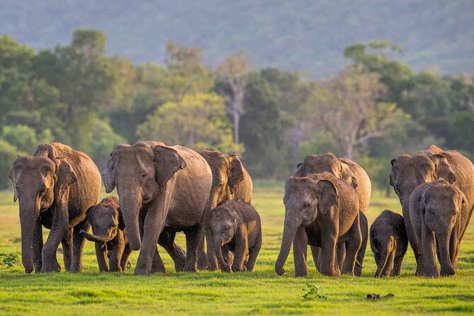 Safari Day Tour to Sigiriya Lion Rock and Golden Cave Temple - Who will enjoy this day most