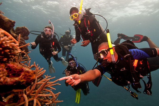 Scuba Diving For Beginners - Key points to know before you book