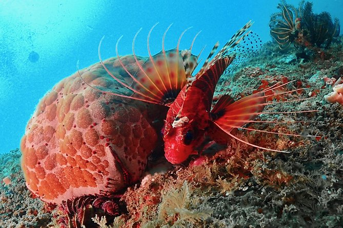 Scuba Diving For Beginners - Starting at Divinguru in Unawatuna