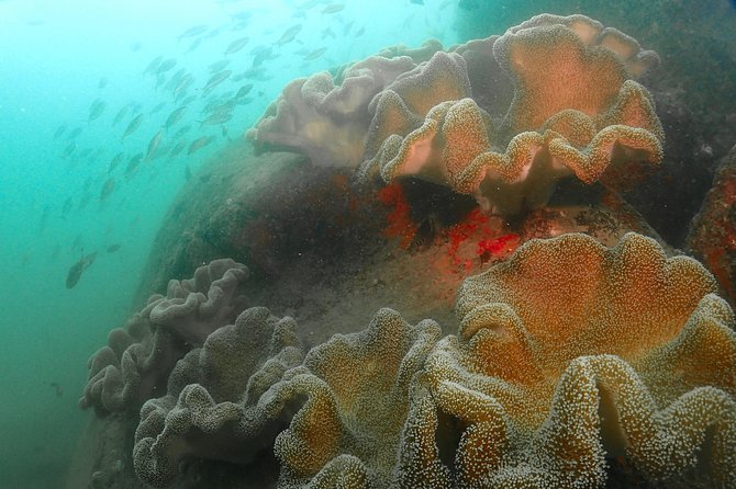 Scuba Diving For Beginners - Timing, transport, and practical planning