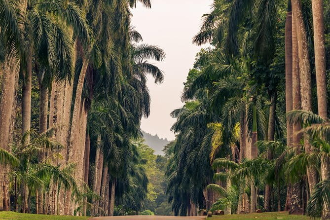 Sigiriya and Dambulla Private Full-Day Guided Tour - Minneriya National Park and the elephant gathering
